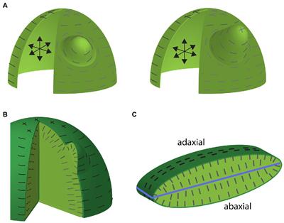 Integration of Core Mechanisms Underlying Plant Aerial Architecture